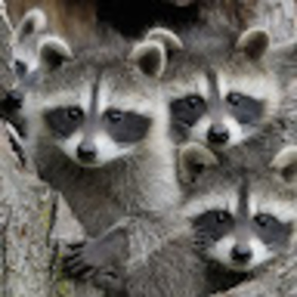 foxdevinez